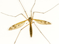 Tipula unca